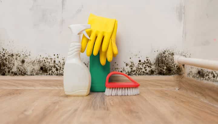 Know About Mold Removal In Weston