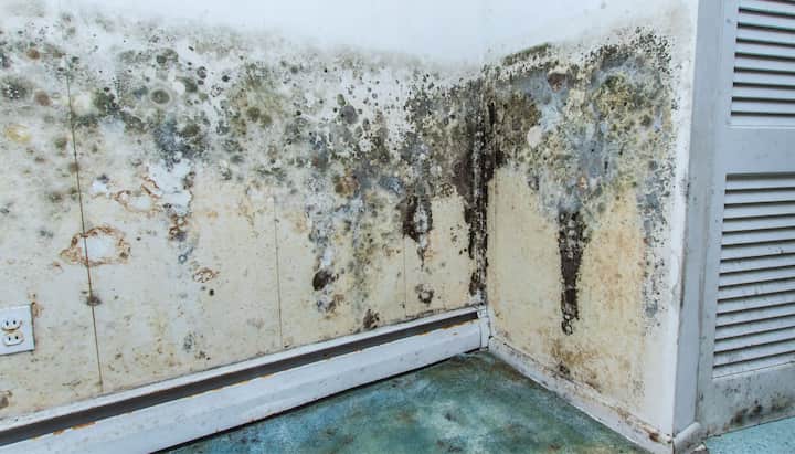 Mold Damage Odor Control Services in Weston