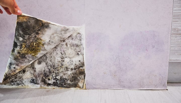 Mold Remediation and Removal Services in Weston